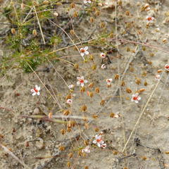 Pharnaceum elongatum