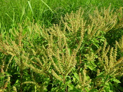Ocimum gratissimum