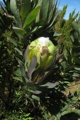 Protea coronata