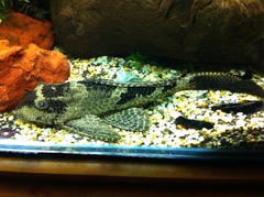 Common Pleco photo 2