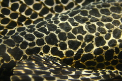 Common Pleco photo 3