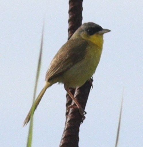 Grey-crowned Yellowthroat (Geothlypis poliocephala)