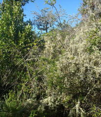 Grewia occidentalis occidentalis