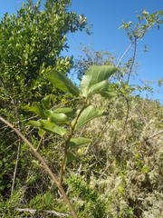 Grewia occidentalis occidentalis