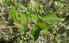 Grewia occidentalis occidentalis