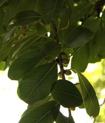 Ficus craterostoma
