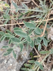 Astragalus lupulinus
