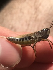 Pseudochorthippus curtipennis