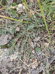 Astragalus lupulinus