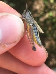 Pseudochorthippus curtipennis