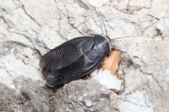 Polyphaga aegyptiaca