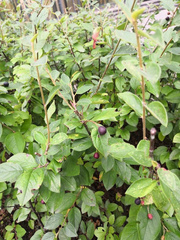 Magnoliopsida