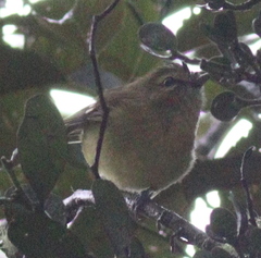 Vireo carmioli