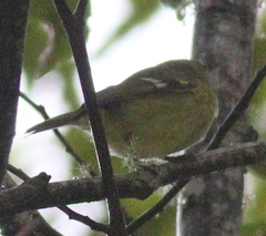 Vireo carmioli
