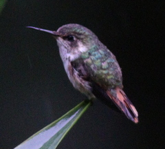 Selasphorus scintilla