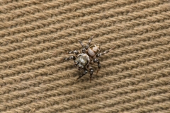 Orientattus aurantius