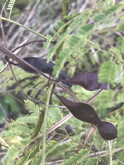 Acaciella