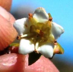 Diosma oppositifolia