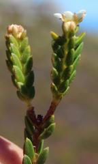 Diosma oppositifolia