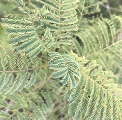 Acaciella