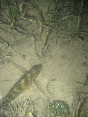 Archosargus rhomboidalis