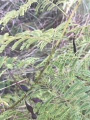Acaciella