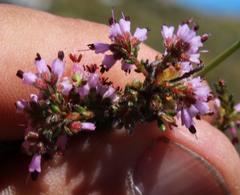 Erica ericoides