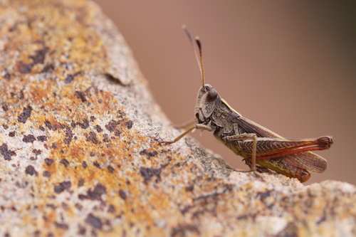 Rufous Grasshopper, photo 2 of 10
