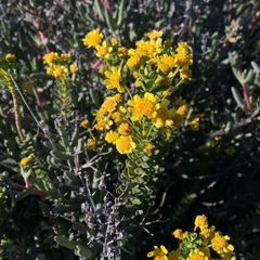 Euryops imbricatus