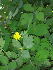 Chelidonium majus