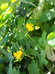 Chelidonium majus