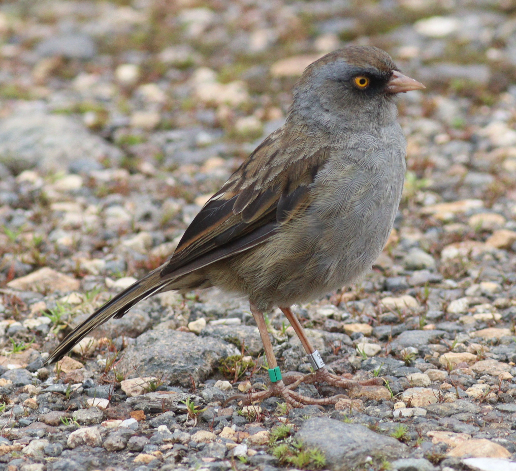 Volcano Junco illustration