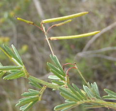 Indigofera verrucosa