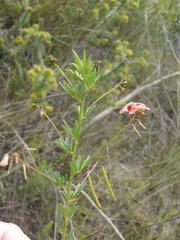 Indigofera verrucosa