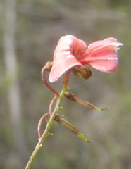 Indigofera verrucosa