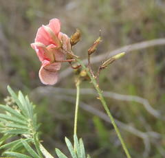 Indigofera verrucosa