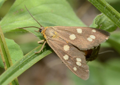 Dysauxes punctata