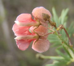 Indigofera verrucosa