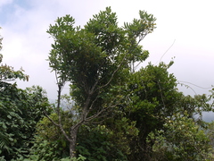 Myrsine wightiana