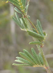 Indigofera verrucosa