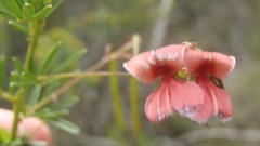 Indigofera verrucosa