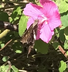 Chioides