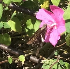 Chioides