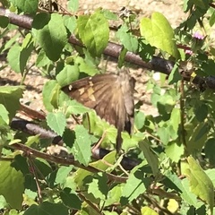 Chioides