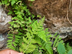 Woodsia caucasica