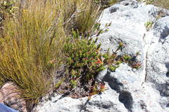 Erica quadrisulcata