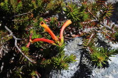 Erica quadrisulcata