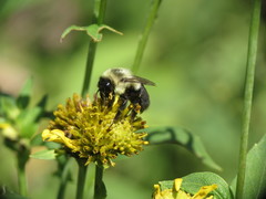 Bombus impatiens