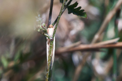 Rhodometra sacraria