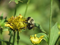 Bombus impatiens